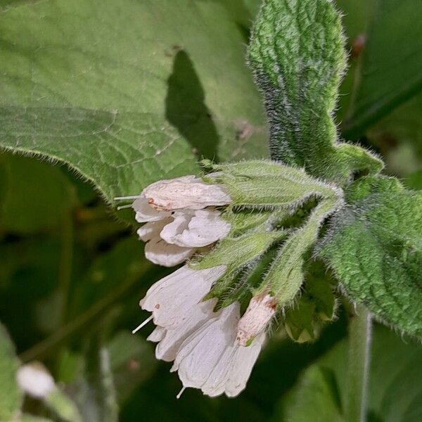 Symphytum orientale Blomst