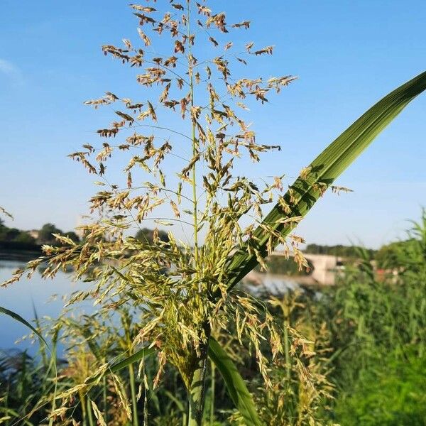 Sorghum halepense Flower