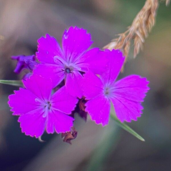 Dianthus carthusianorum Žiedas