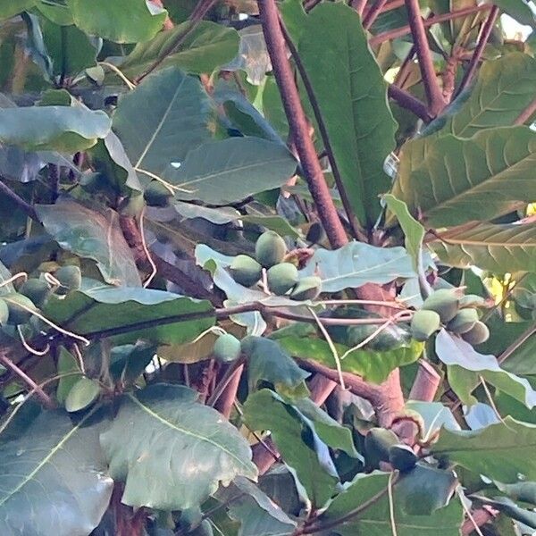 Terminalia catappa Leaf