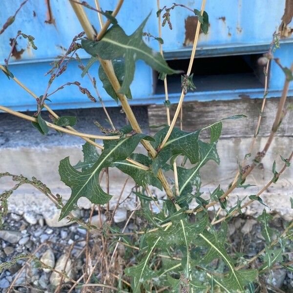 Lactuca saligna Fuelha