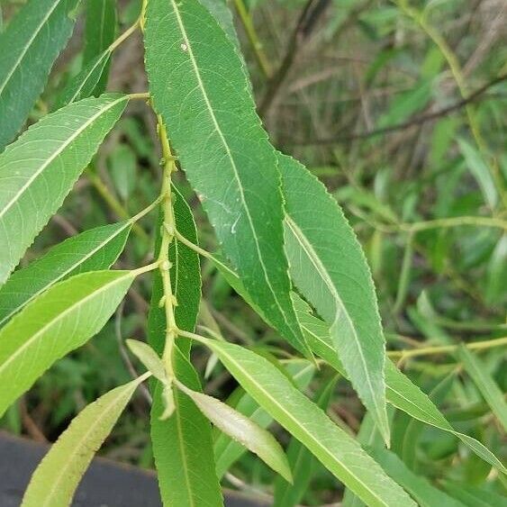 Salix triandra برگ