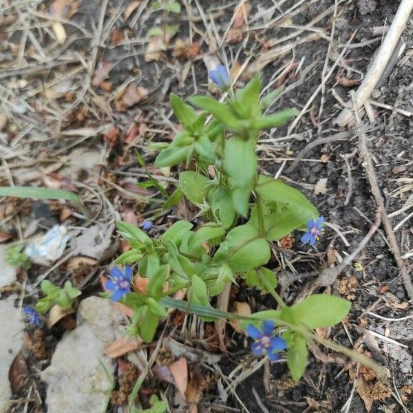 Lysimachia foemina Foglia