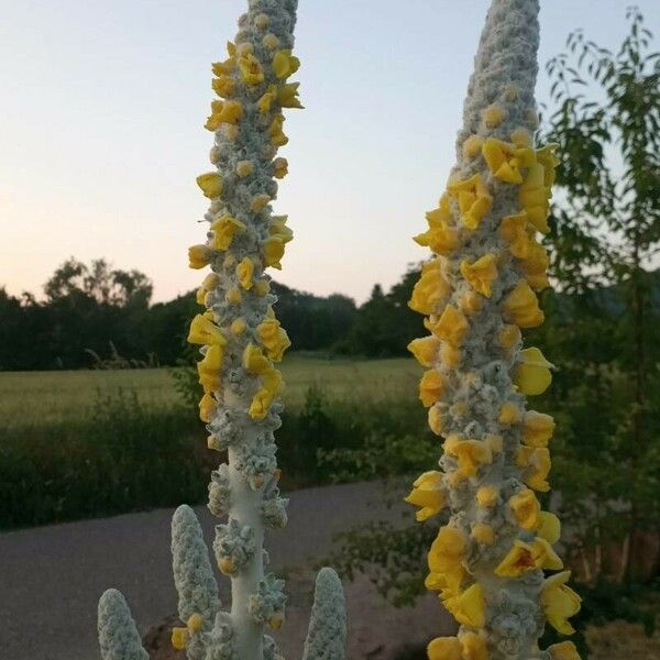 Verbascum densiflorum Flors