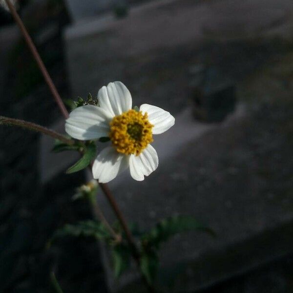 Bidens pilosa Bloem