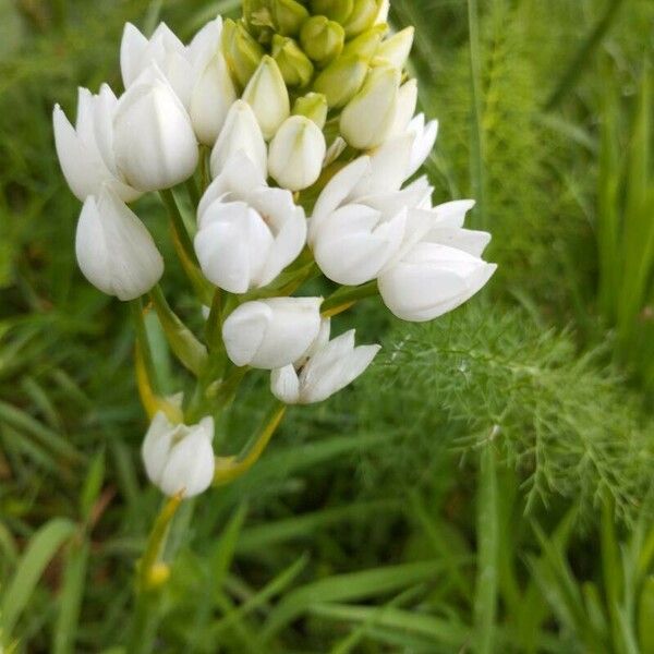 Ornithogalum thyrsoides Цвят