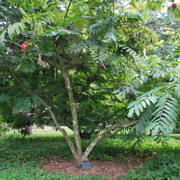 Brownea grandiceps Habit