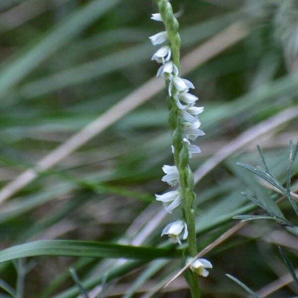 Spiranthes spiralis Flor