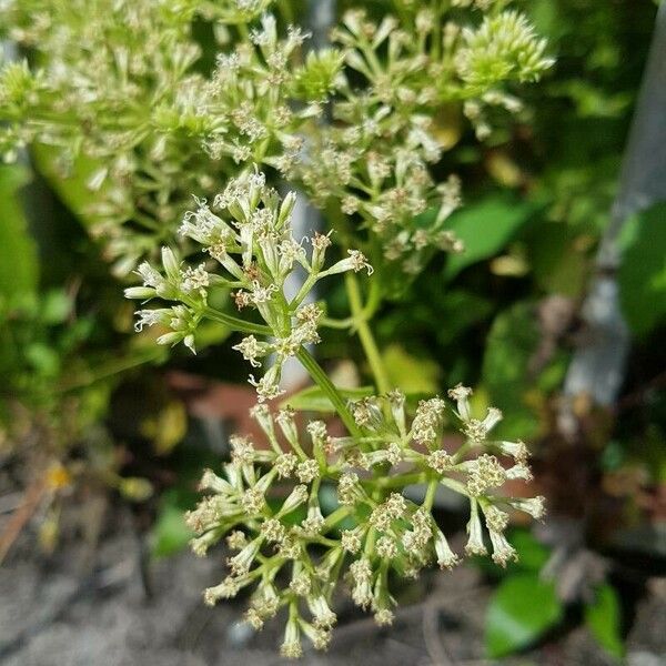 Mikania micrantha Flower