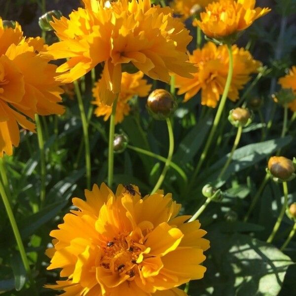 Coreopsis grandiflora ফুল