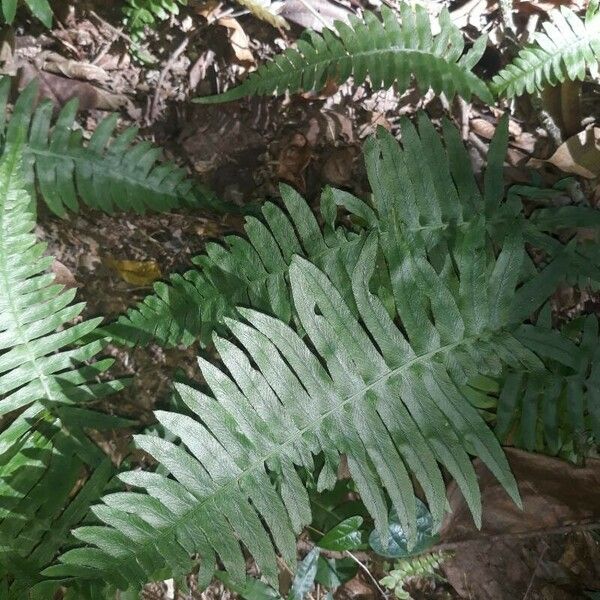 Blechnum occidentale पत्ता