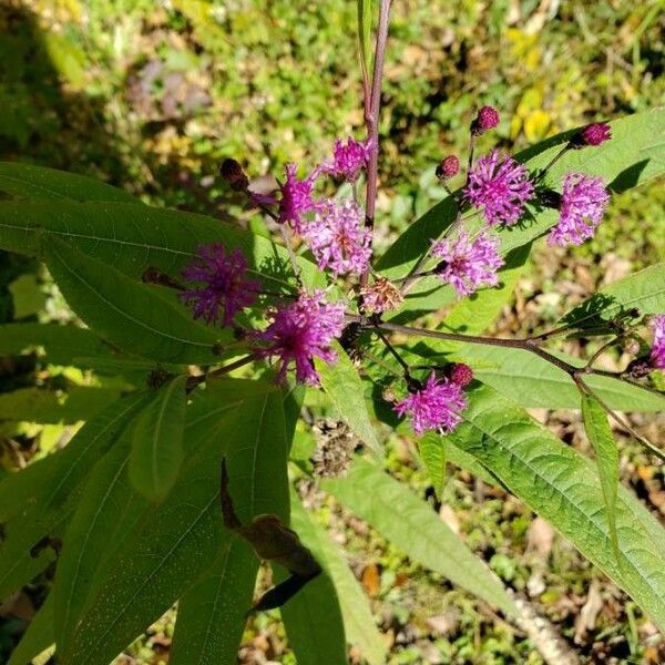 Vernonia noveboracensis Flor