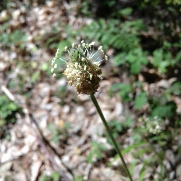 Plantago argentea Квітка