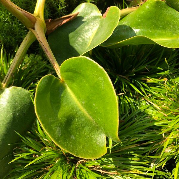 Nepenthes truncata Leaf