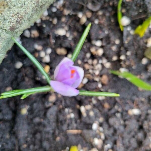 Crocus neapolitanus Flower