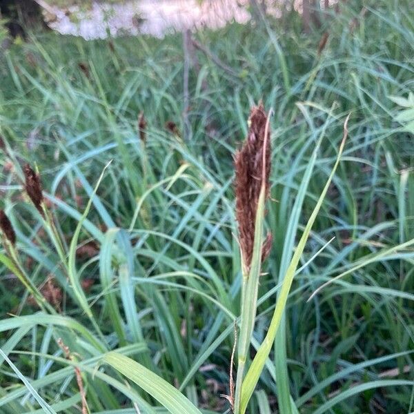 Carex acutiformis Habitus