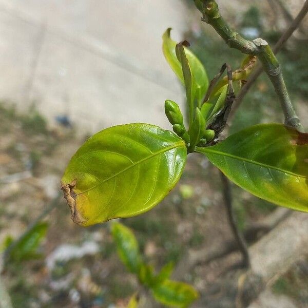 Gardenia jasminoides Leaf