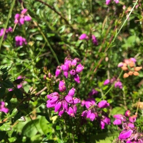 Erica cinerea Цвят