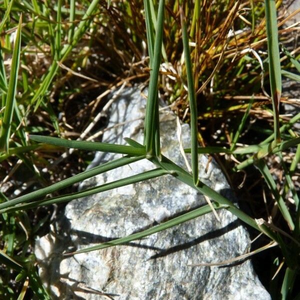 Poa cenisia Lapas