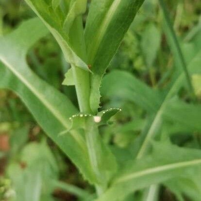 Lactuca canadensis Blad