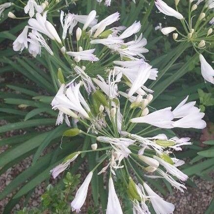 Agapanthus praecox 花