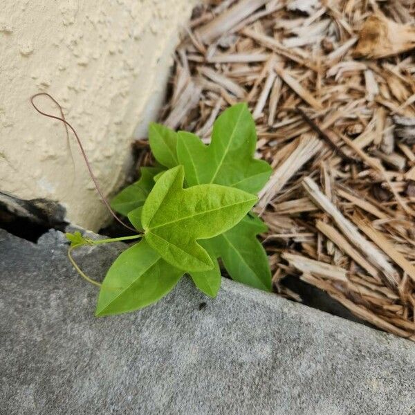 Passiflora suberosa Leaf