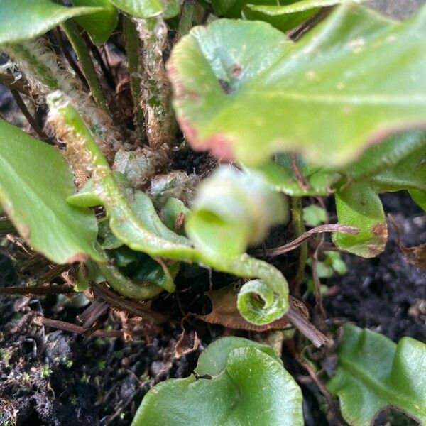 Asplenium scolopendrium Folla