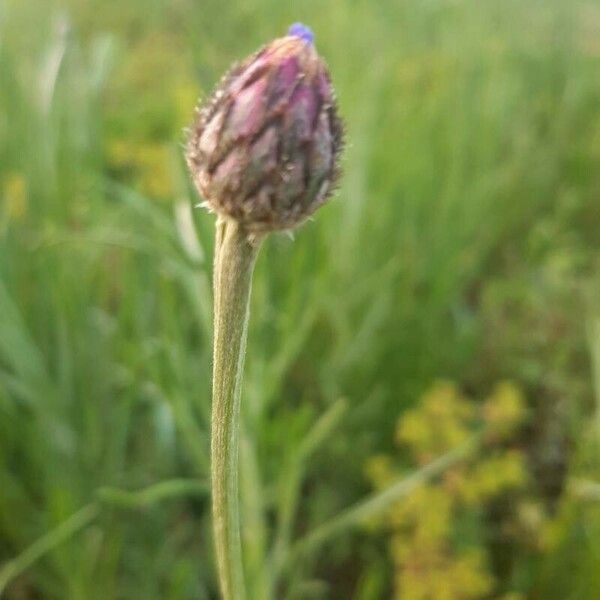 Cirsium tuberosum Flower