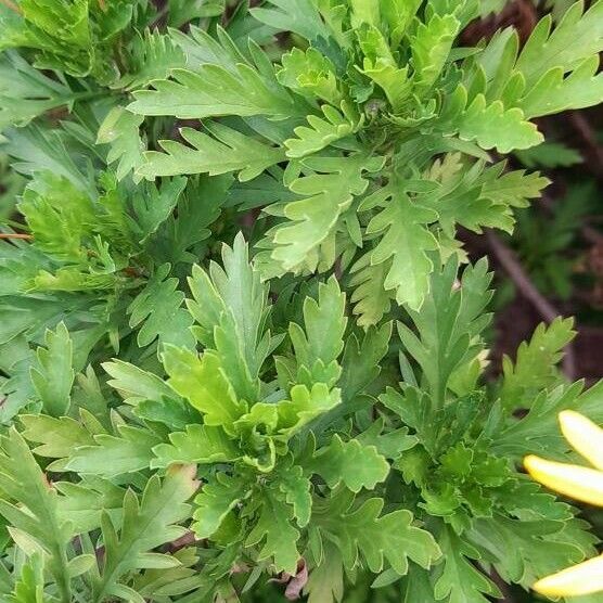 Euryops chrysanthemoides Fuelha