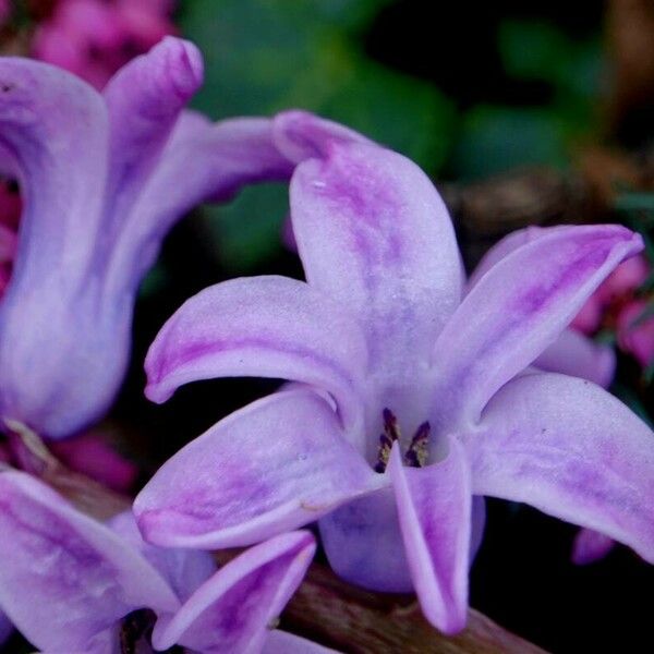 Hyacinthus orientalis Other