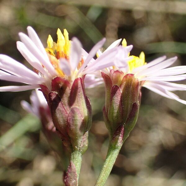 Tripolium pannonicum ফুল