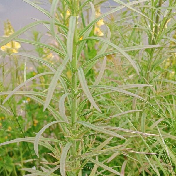 Linaria vulgaris List