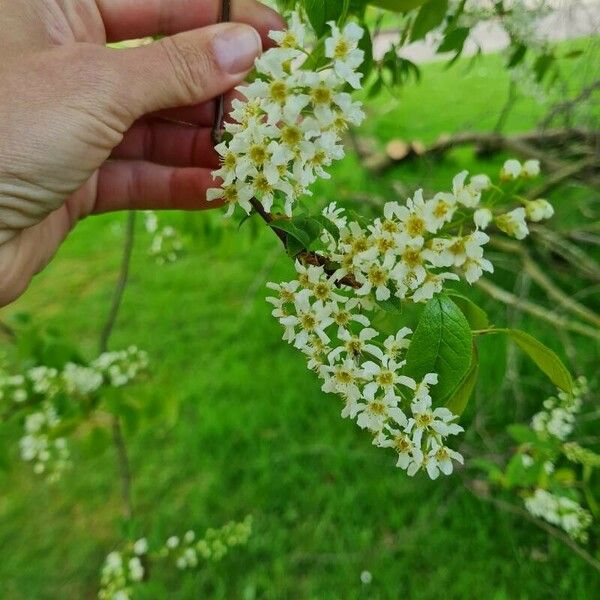 Prunus padus Цвят