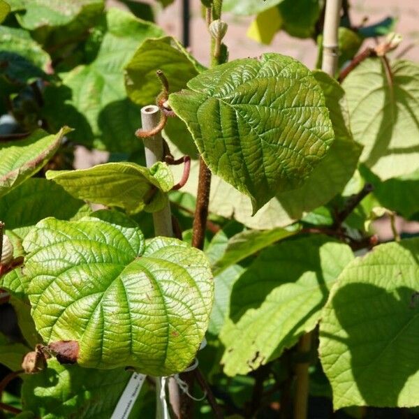 Actinidia chinensis 葉