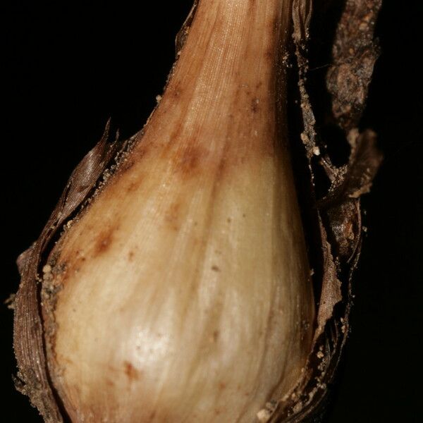 Allium pallens Other