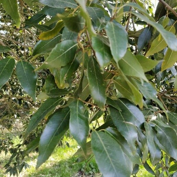 Quercus myrsinifolia Leaf