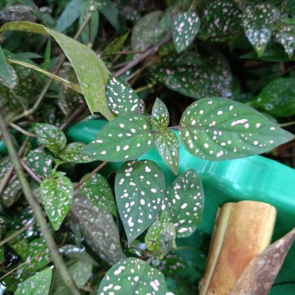 Hypoestes phyllostachya Yaprak