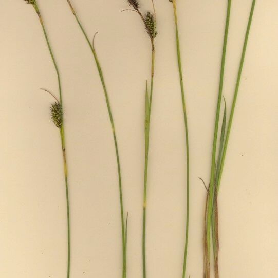 Carex hostiana Vivejo