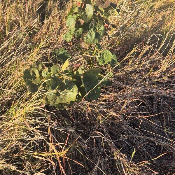 Dombeya rotundifolia Buveinė