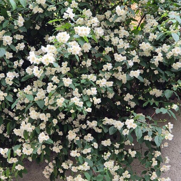 Philadelphus coronarius Flower