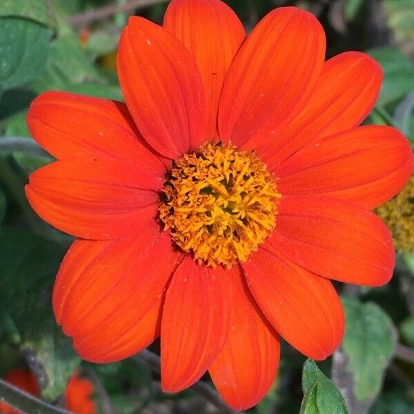 Tithonia rotundifolia Fleur