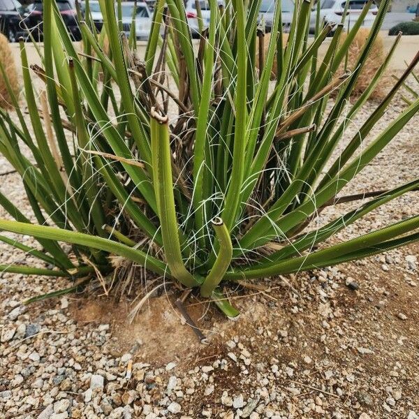 Yucca filamentosa Лист