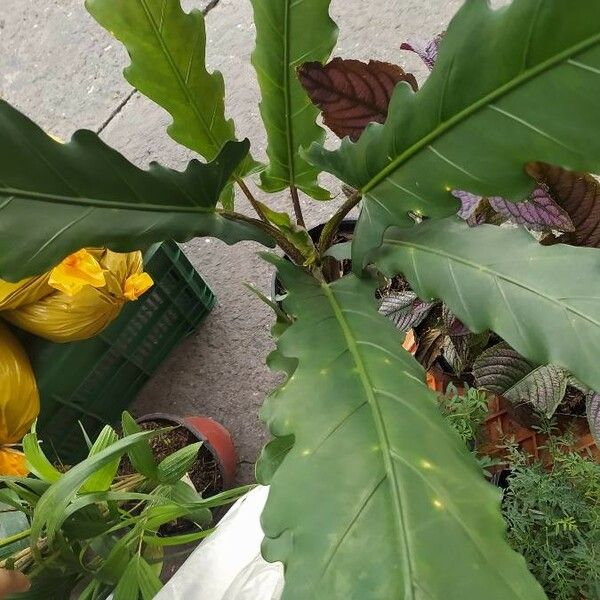 Alocasia lauterbachiana Leaf