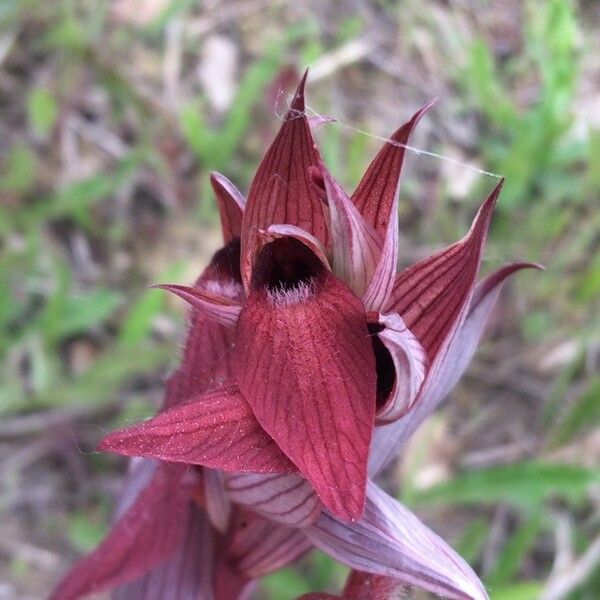 Serapias vomeracea Flower