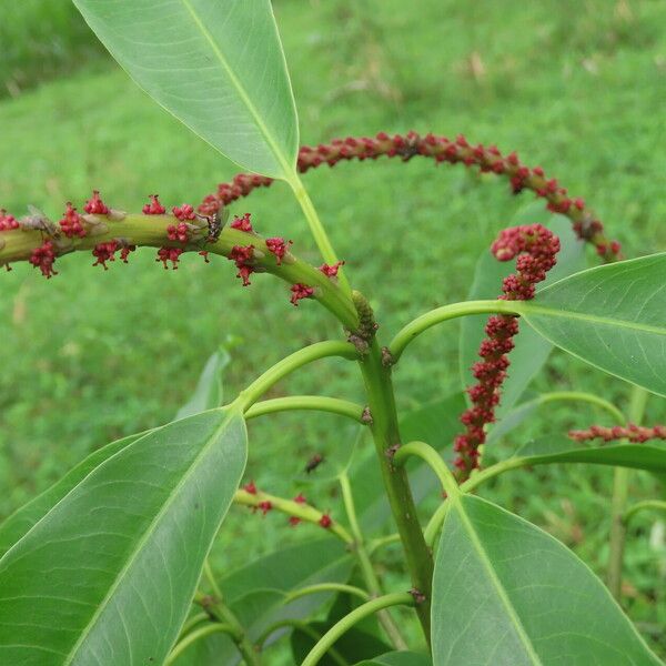 Sapium laurifolium 葉