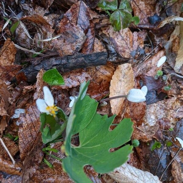 Sanguinaria canadensis Цвят