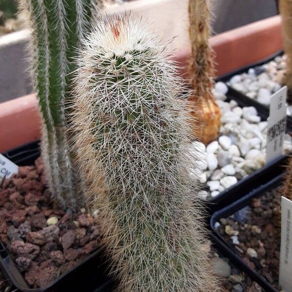 Echinocereus sciurus Celota