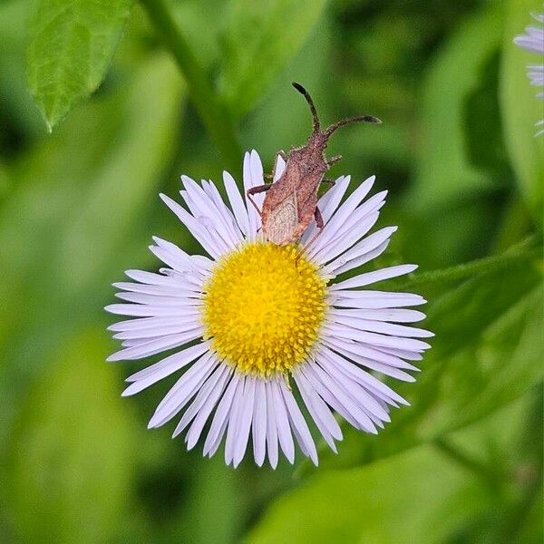 Erigeron speciosus Flors