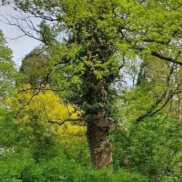 Acer monspessulanum Leht