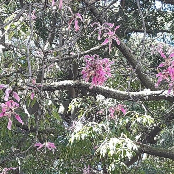 Ceiba speciosa Fleur